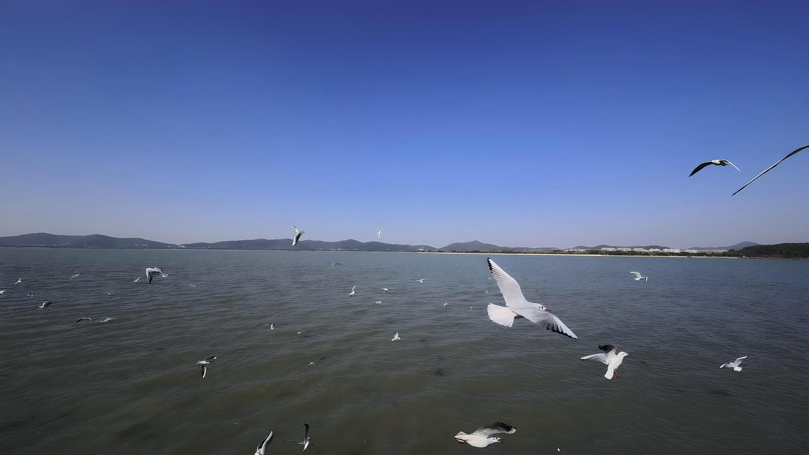 鼋头渚坐船喂海鸥